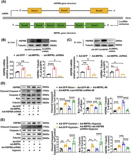 The ischemia-enhanced myocardial infarction protection-related lncRNA protects against acute myocardial infarction