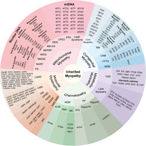 Skeletal muscle: molecular structure, myogenesis, biological functions, and diseases