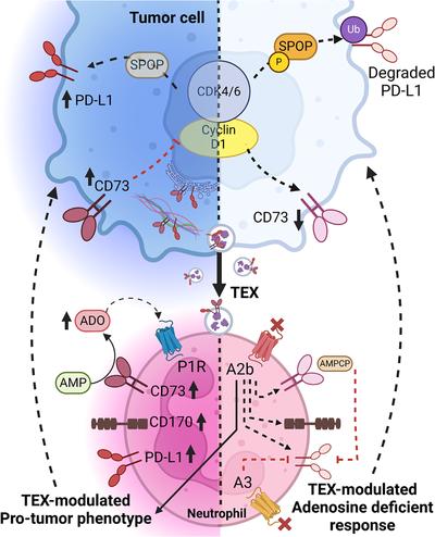 The immunomodulatory ballet of tumour-derived extracellular vesicles and neutrophils orchestrating the dynamic CD73/PD-L1 pathway in cancer