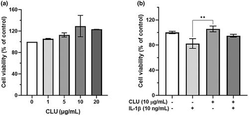 Protective effect of clusterin against interleukin-1β-induced apoptosis and inflammation in human knee osteoarthritis chondrocytes