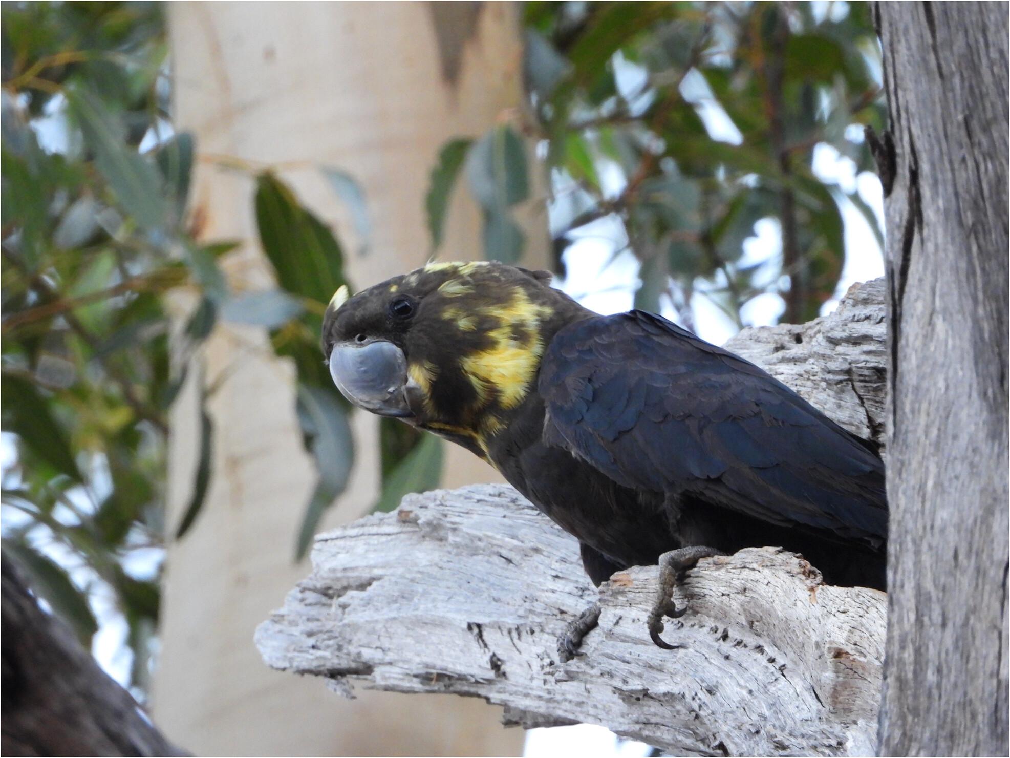 The impact of a mega-fire on tree hollow loss and nest box occupancy by secondary cavity-nesting cockatoos