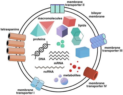 Plant-derived exosomes: A new frontier in nano-medicine for cancer and microbial infection therapy