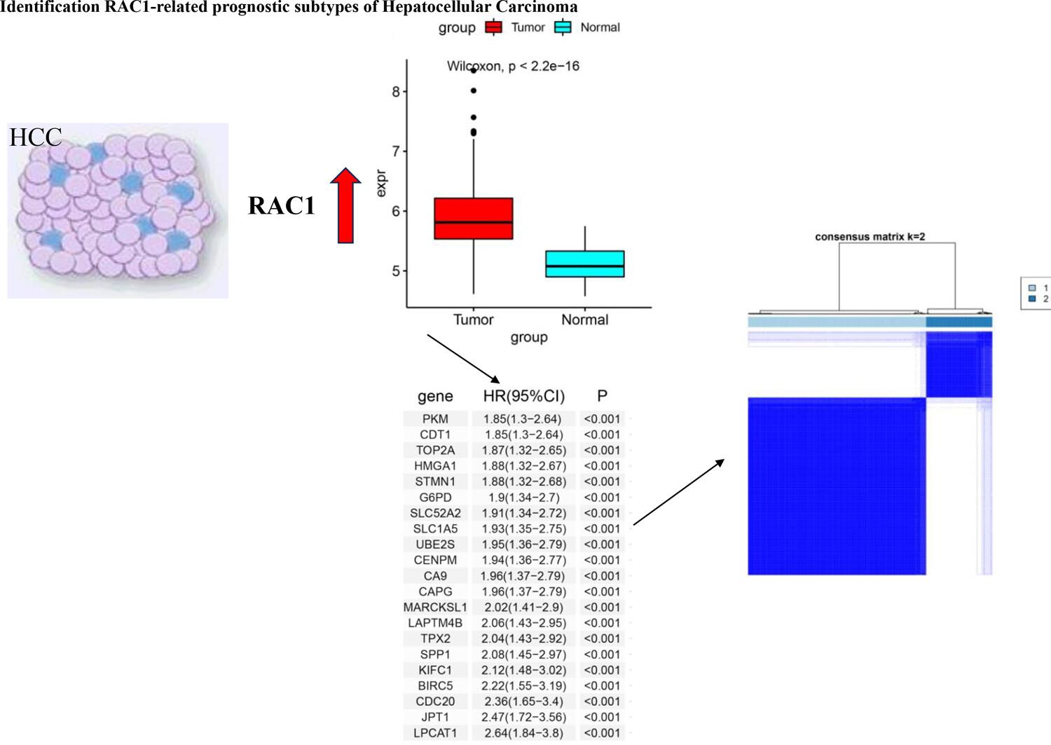 Identification and characterization of RAC1-related immune and prognostic subtypes of hepatocellular carcinoma