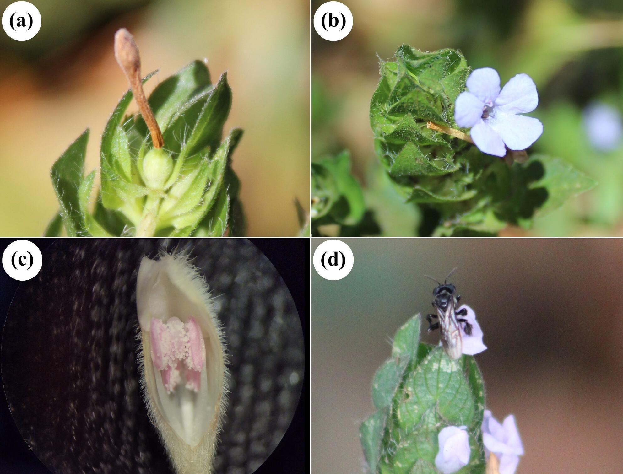 Ruellia blechum: A new case of cleistogamy in Acanthaceae