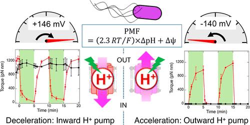 Bidirectional Optical Control of Proton Motive Force in Escherichia coli Using Microbial Rhodopsins