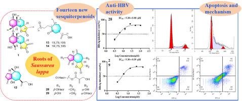 Lappanolides A−N, fourteen undescribed sesquiterpenoids from Saussurea costus (Syn. Saussurea lappa) and their anti HBV activity