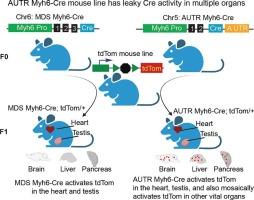 Comparative analysis of two independent Myh6-Cre transgenic mouse lines