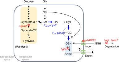 Engineering Escherichia coli for efficient glutathione production