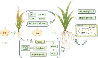 The mitigation of citric acid on cadmium toxicity in Iris tectorum and its effects on the composition of cell walls