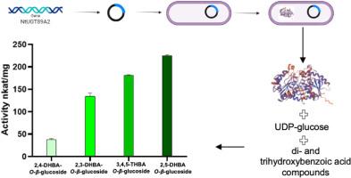 The Nicotiana tabacum UGT89A2 enzyme catalyzes the glycosylation of di- and trihydroxylated benzoic acid derivatives