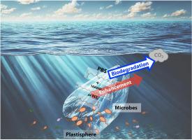 Enhancing marine biodegradability of poly(butylene succinate) by blending with 16-hydroxyhexadecanoic acid and poly(ε-caprolactone)