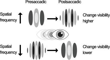 A bias in transsaccadic perception of spatial frequency changes