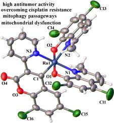 Insights into the antineoplastic activity and mechanisms of action of coumarin-coordinated 8-hydroxyquinoline ruthenium(II/III) compounds