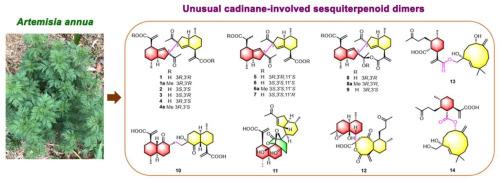 Unusual cadinane-involved sesquiterpenoid dimers from Artemisia annua and their antihepatoma effect