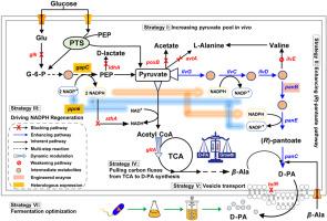 Development of a vitamin B5 hyperproducer in Escherichia coli by multiple metabolic engineering