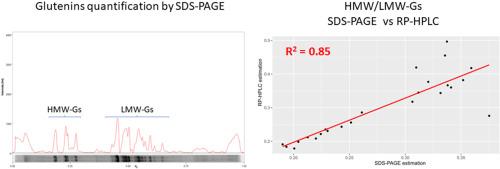 Image-assisted quantification of high and low molecular weight glutenin fractions in wheat by SDS-PAGE