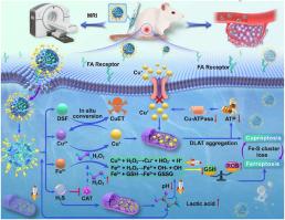 A strategy of “adding fuel to the flames” enables a self-accelerating cycle of ferroptosis-cuproptosis for potent antitumor therapy