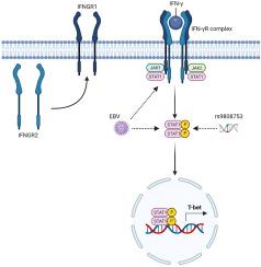 Impact of coding risk variant IFNGR2 on the B cell-intrinsic IFN-γ signaling pathway in multiple sclerosis