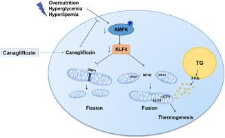 SGLT2 inhibitor canagliflozin reduces visceral adipose tissue in db/db mice by modulating AMPK/KLF4 signaling and regulating mitochondrial dynamics to induce browning