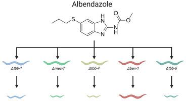 Quantitative tests of albendazole resistance in Caenorhabditis elegans beta-tubulin mutants