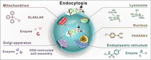 Subcellular targeting strategies for protein and peptide delivery