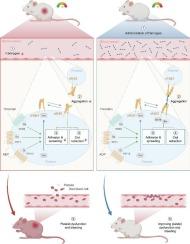 Heat stress–induced platelet dysfunction is associated with loss of fibrinogen and is improved by fibrinogen supplementation