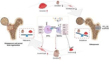 3D-printed bone regeneration scaffolds modulate bone metabolic homeostasis through vascularization for osteoporotic bone defects