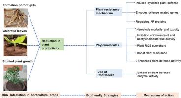 Molecular mechanisms and phytomolecules as source of resistance for sustainable management of root knot nematode infestations in horticultural crops: A review