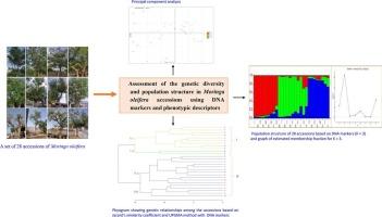 Assessment of the genetic diversity and population structure in Moringa oleifera accessions using DNA markers and phenotypic descriptors