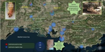 Serosurvey of canine leishmaniasis in five departments near an identified human clinical case in Marseille (France)