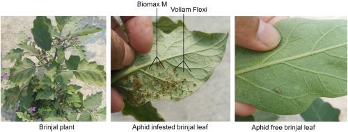 Exploring selected bioinsecticides for management of cotton aphids (Aphis gossypii Glover) of brinjal in Bangladesh