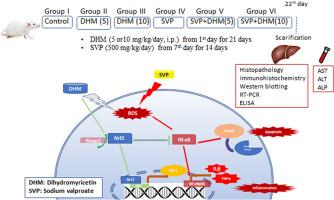 Modulation of keap-1/Nrf2/HO-1 and NF-ĸb/caspase-3 signaling pathways by dihydromyricetin ameliorates sodium valproate-induced liver injury