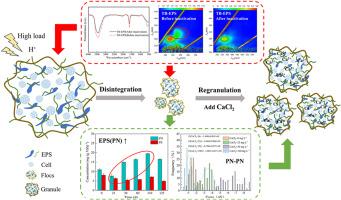 Mechanisms of denitrifying granular sludge disintegration and calcium ion-enhanced re-granulation in acidic wastewater treatment