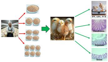 Interactions of wheat cultivars and supplemental enzyme in diet of broiler chickens on growth performance, carcass characteristics, intestinal morphometric features, and blood parameters