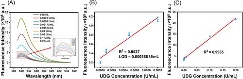 Toehold region triggered CRISPR/Cas12a trans-cleavage for detection of uracil-DNA glycosylase activity