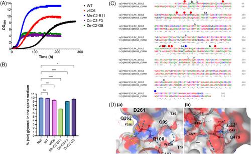 Fast-track adaptive laboratory evolution of Cupriavidus necator H16 with divalent metal cations