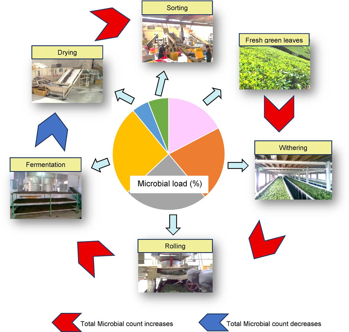 Microbiota of black tea at different manufacturing stages