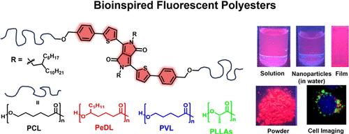 Influence of the Polymer Matrix on the Optical Properties of Bioinspired Fluorescent Polymers Containing Diketopyrrolopyrrole Chromophores