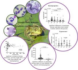 Blood parasites of water frogs (Pelophylax esculentus complex) from the Danube Delta, Romania