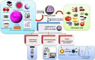 Molecularly imprinted polymers in the analysis of chlorogenic acid: A review