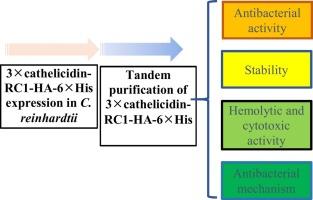 Green algae-produced multimer cathelicidin-RC1 disrupts membrane integrity for inhibiting bacterial growth