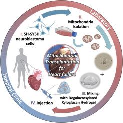 Mitochondria embedded in degalactosylated xyloglucan hydrogels to improve mitochondrial transplantation