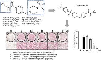 Novel inhibitor N-cyclopropyl-4-((4-((4-(trifluoromethyl)phenyl)sulfonyl)piperazin-1-yl)methyl)benzamide attenuates RANKL-mediated osteoclast differentiation in vitro