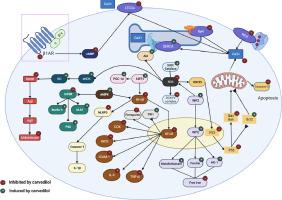 Mechanistic insights into carvedilol's potential protection against doxorubicin-induced cardiotoxicity