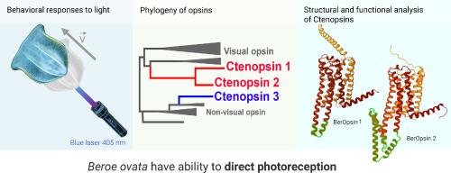 Light sensitivity in Beroidae ctenophores: Insights from laboratory studies and genomics