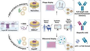 Advanced applications of Nanodiscs-based platforms for antibodies discovery