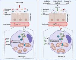 Intermittent fasting, calorie restriction, and a ketogenic diet improve mitochondrial function by reducing lipopolysaccharide signaling in monocytes during obesity: A randomized clinical trial