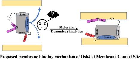 Proposed dual membrane contact with full-length Osh4