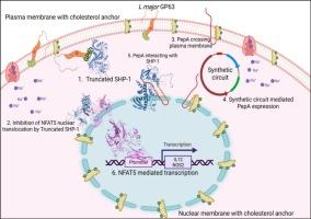 Mechanistic study of inhibitory peptides with SHP-1 in hypertonic environment for infection model