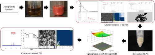 Exploring the impact of mycogenic selenium nanoparticles on production of exopolysaccharides from arid zone bacteria